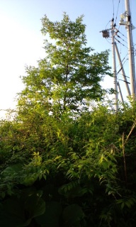 (untitled)